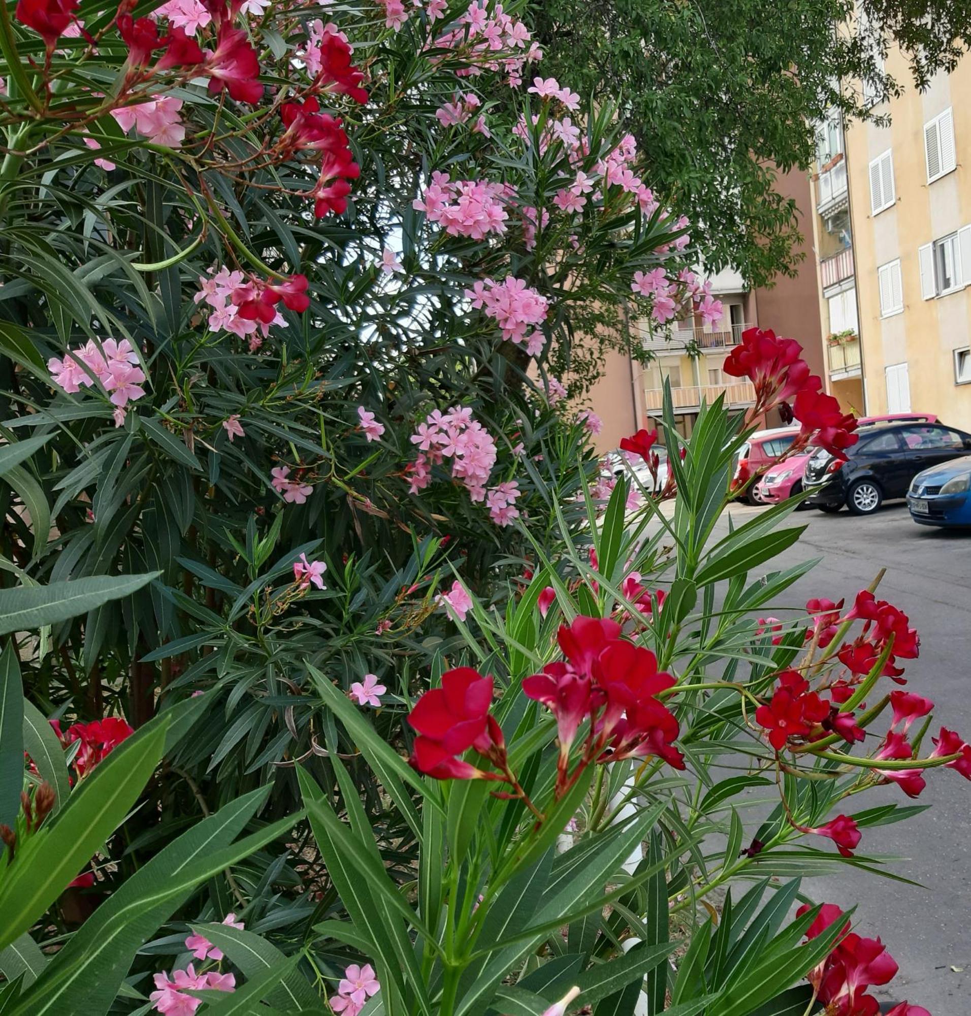 Apartma Eva Koper Exteriör bild